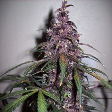Auto Bloody Skunk feminised GanjaLiveSeeds