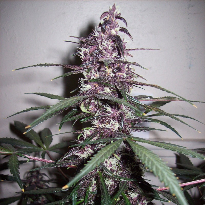Auto Bloody Skunk feminised GanjaLiveSeeds