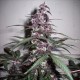Auto Bloody Skunk feminised GanjaLiveSeeds