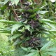 Auto Bloody Skunk feminised GanjaLiveSeeds