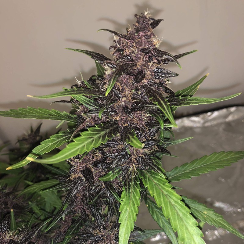 Auto Bloody Skunk feminised GanjaLiveSeeds