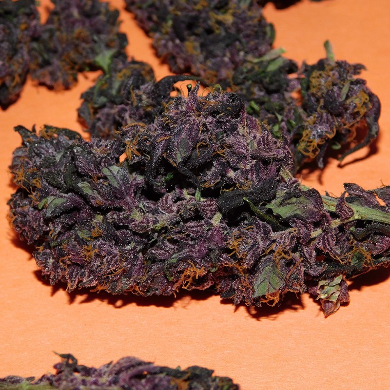 Auto Bloody Skunk feminised GanjaLiveSeeds