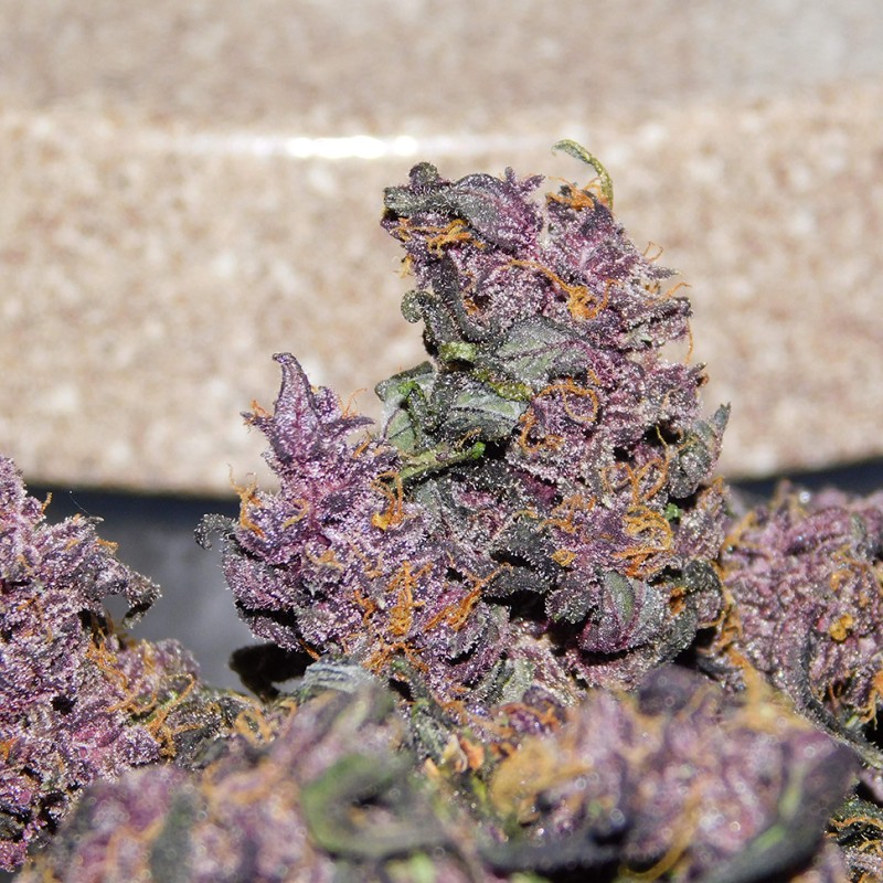Auto Bloody Skunk feminised GanjaLiveSeeds