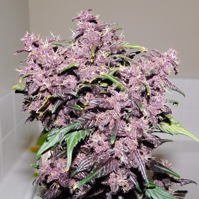 Auto Bloody Skunk feminised GanjaLiveSeeds