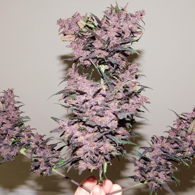 Auto Bloody Skunk feminised GanjaLiveSeeds