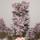 Auto Bloody Skunk feminised GanjaLiveSeeds