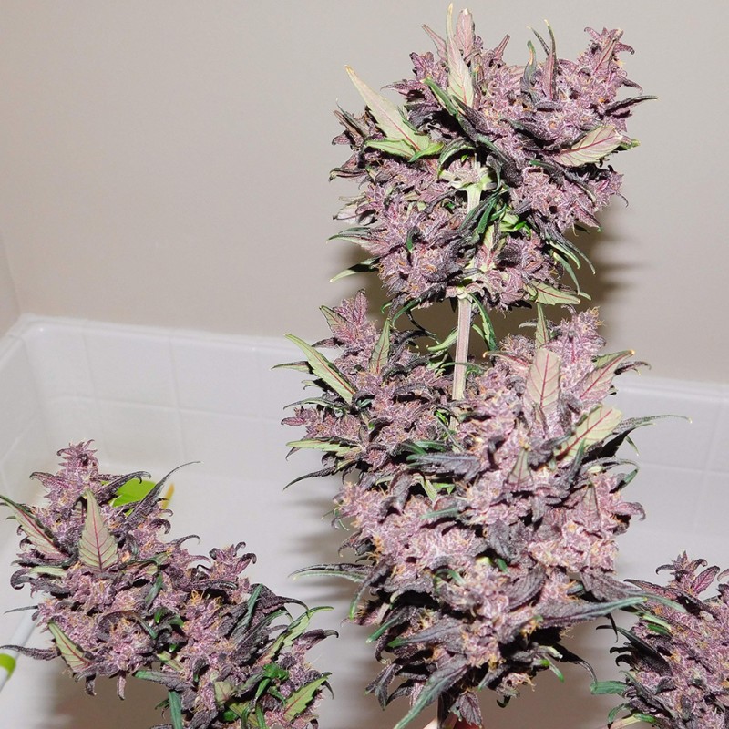 Auto Bloody Skunk feminised GanjaLiveSeeds