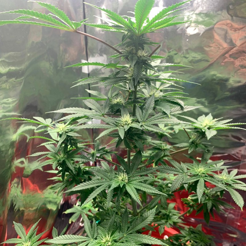 Auto Royal AK feminised GanjaLiveSeeds