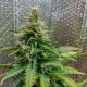 Auto Royal AK feminised GanjaLiveSeeds