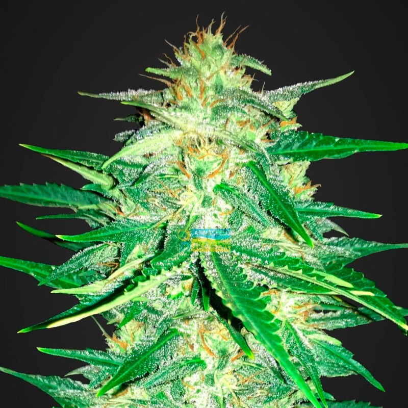 Auto Royal AK feminised GanjaLiveSeeds