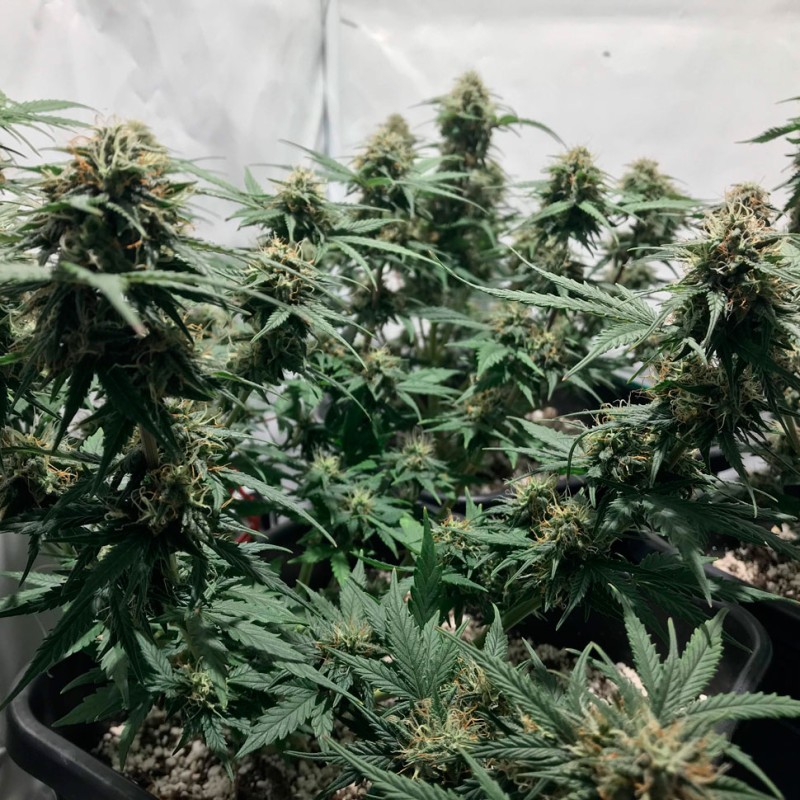 Auto Royal AK feminised GanjaLiveSeeds