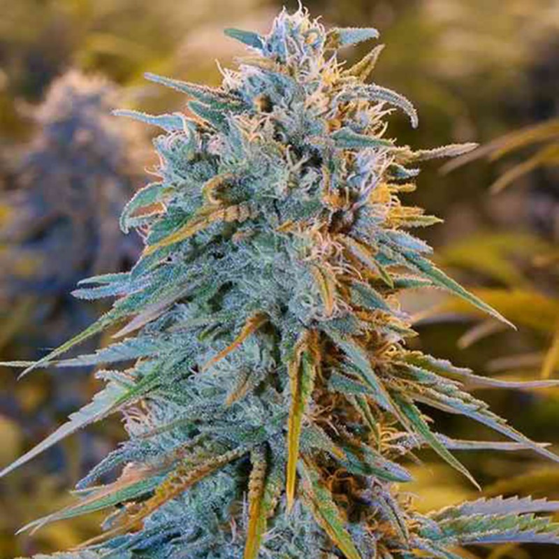Auto Blue Dream feminised GanjaLiveSeeds