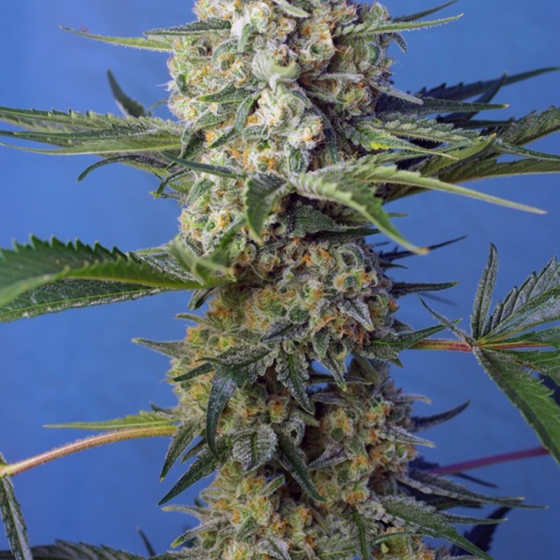 Crystal Candy feminised Ganja Seeds Fast Version - 777 насінин
