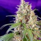 Crystal Candy feminised Ganja Seeds Fast Version - 777 насінин