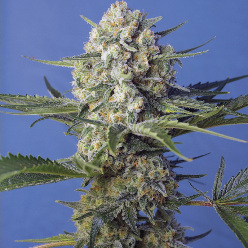 Crystal Candy feminised Ganja Seeds Fast Version - 777 насінин