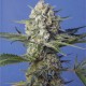 Crystal Candy feminised Ganja Seeds Fast Version - 777 насінин