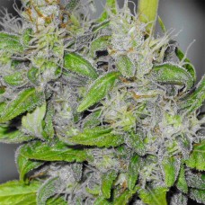 Big Dutch Bud feminised Ganja Seeds