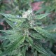 Auto Haze feminised GanjaLiveSeeds