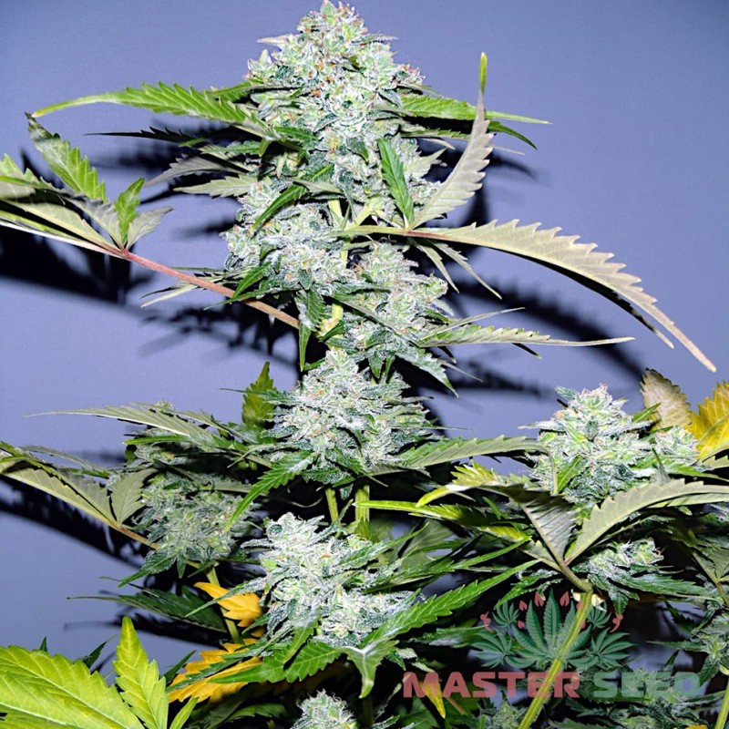 Auto White Russian feminised Master Seed
