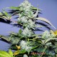 Auto White Russian feminised Master Seed