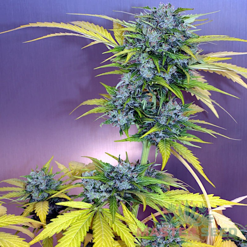 Auto White Russian feminised Master Seed