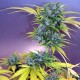 Auto White Russian feminised Master Seed