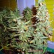 Auto White Russian feminised Master Seed