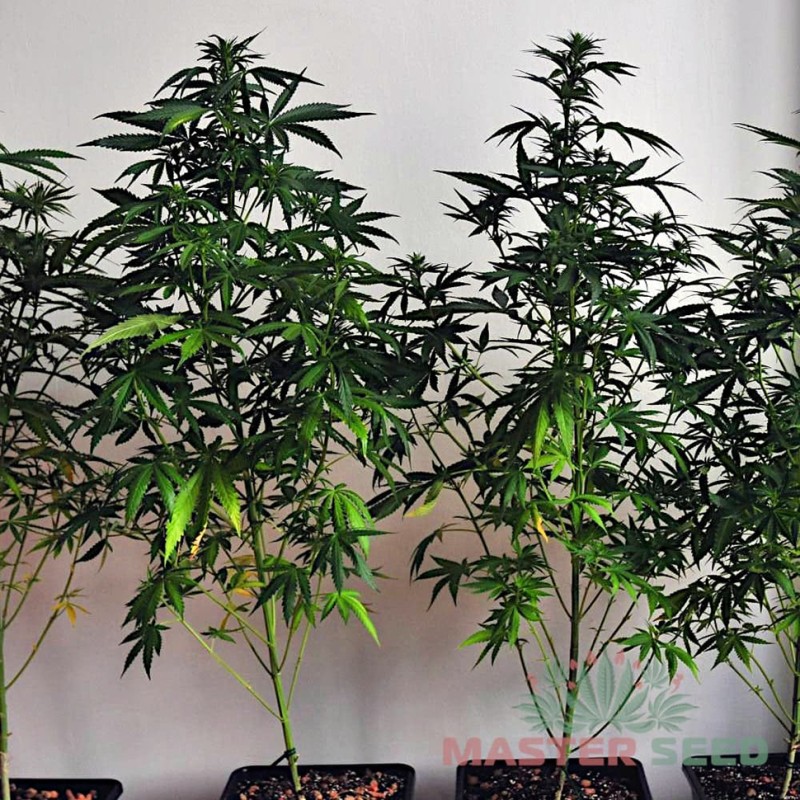 Auto White Russian feminised Master Seed