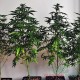 Auto White Russian feminised Master Seed