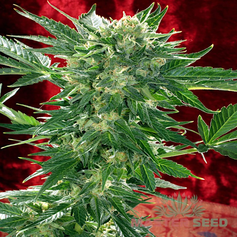 Auto White Russian feminised Master Seed