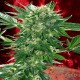 Auto White Russian feminised Master Seed