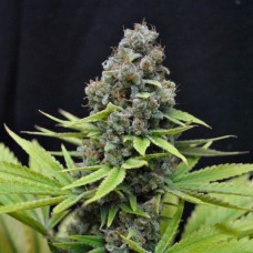 Auto S.A.D. (Sweet Afgani Delicious) feminised GanjaLiveSeeds