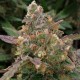 Auto Big Devil XL feminised Ganja Seeds - 2 насінини