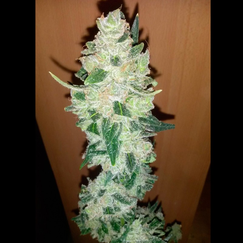 Auto Big Devil XL feminised Ganja Seeds - 2 насінини