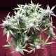 Auto Blueberry Bliss feminised GanjaLiveSeeds