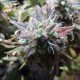 Auto Blueberry Bliss feminised GanjaLiveSeeds
