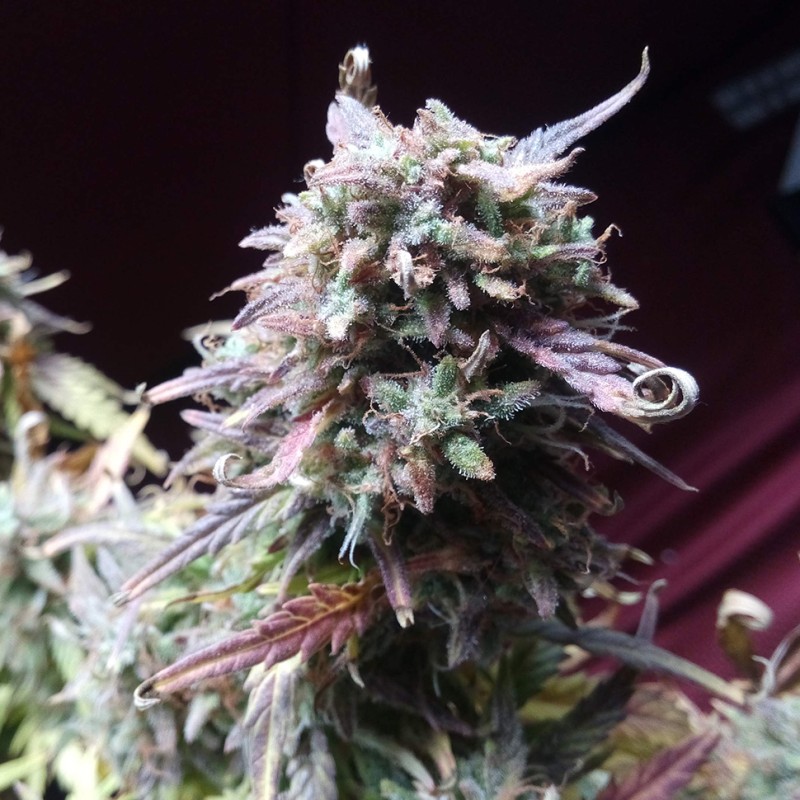 Auto Blueberry Bliss feminised GanjaLiveSeeds