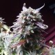 Auto Blueberry Bliss feminised GanjaLiveSeeds