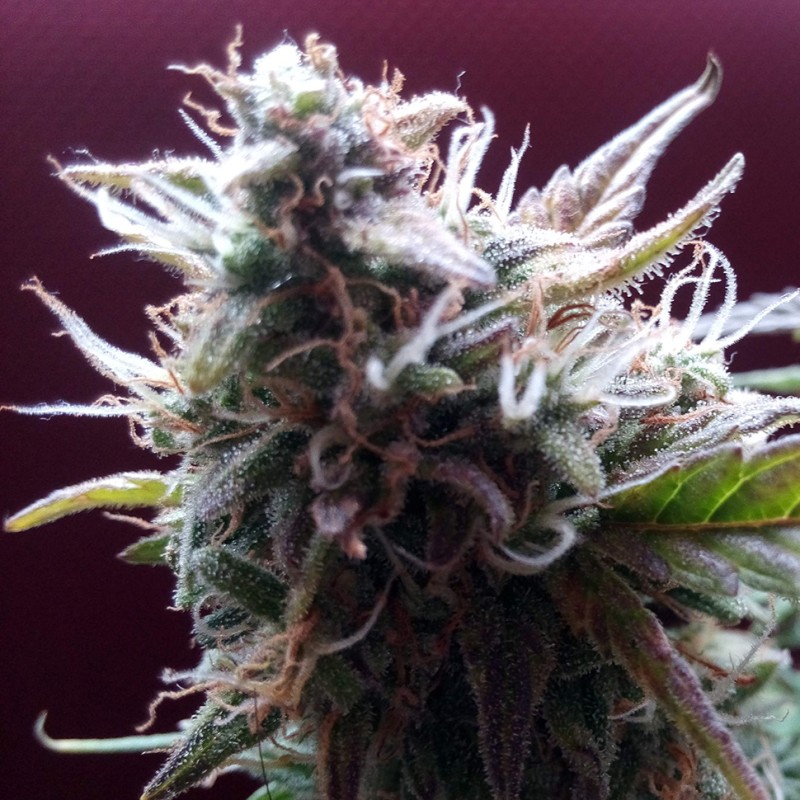 Auto Blueberry Bliss feminised GanjaLiveSeeds