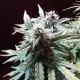 Auto Blueberry Bliss feminised GanjaLiveSeeds