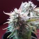Auto Blueberry Bliss feminised GanjaLiveSeeds