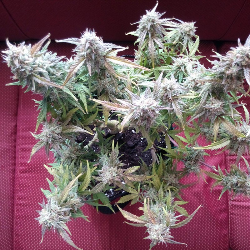 Auto Blueberry Bliss feminised GanjaLiveSeeds