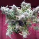 Auto Blueberry Bliss feminised GanjaLiveSeeds