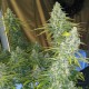 Eleven Roses feminised GanjaLiveSeeds Fast Version