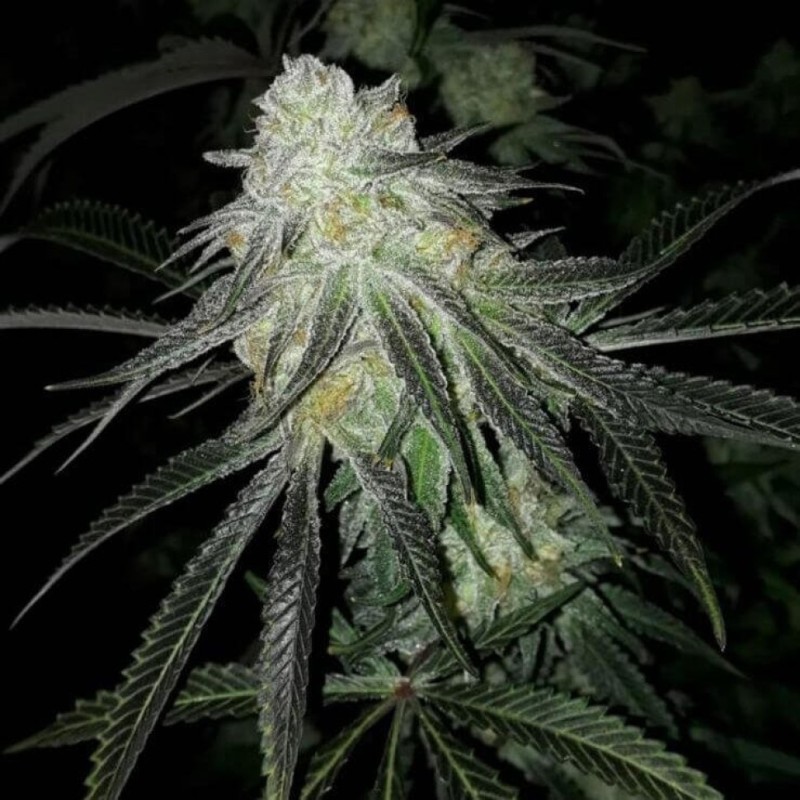 Eleven Roses feminised GanjaLiveSeeds Fast Version