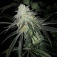 Eleven Roses feminised GanjaLiveSeeds Fast Version