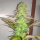 Eleven Roses feminised GanjaLiveSeeds Fast Version