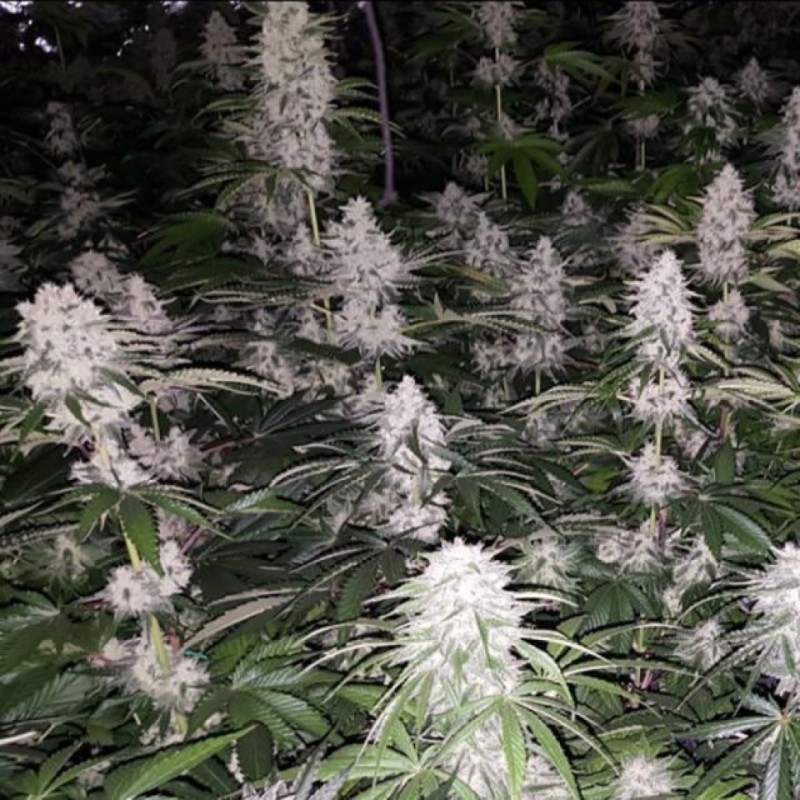 Eleven Roses feminised GanjaLiveSeeds Fast Version