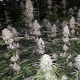 Eleven Roses feminised GanjaLiveSeeds Fast Version
