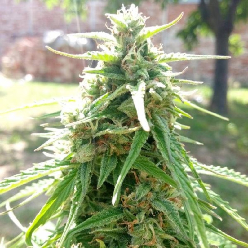 Eleven Roses feminised GanjaLiveSeeds Fast Version